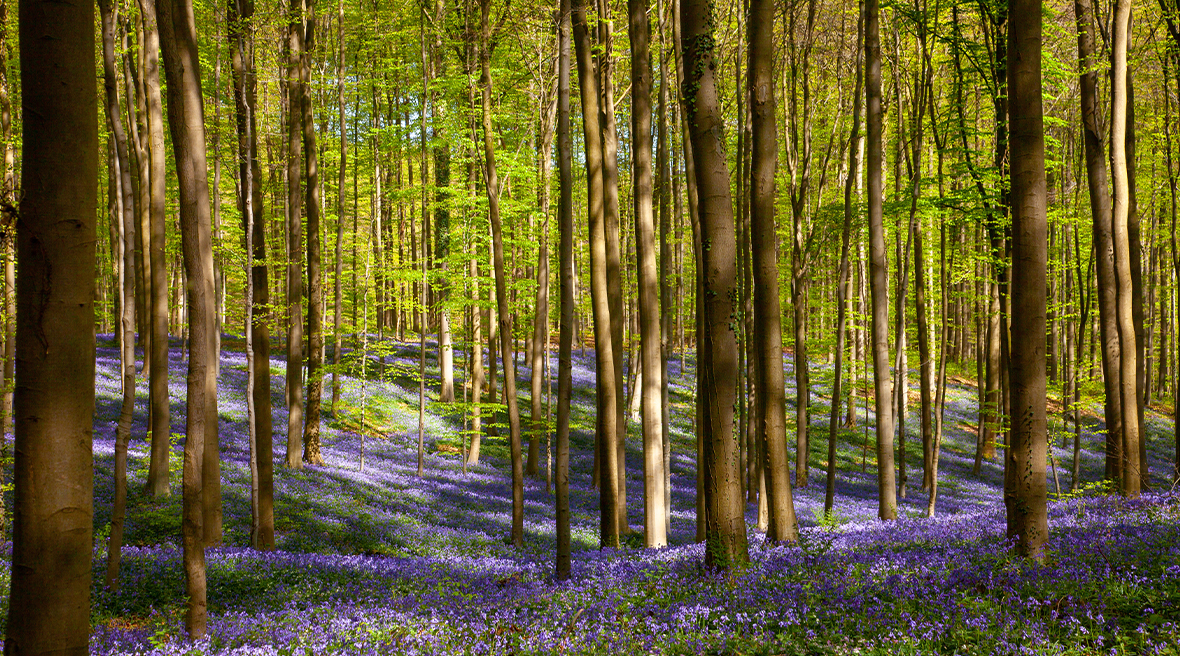 Wander among the bluebells and capture nature at its finest